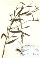 藏品(大本山梗葉)的圖片